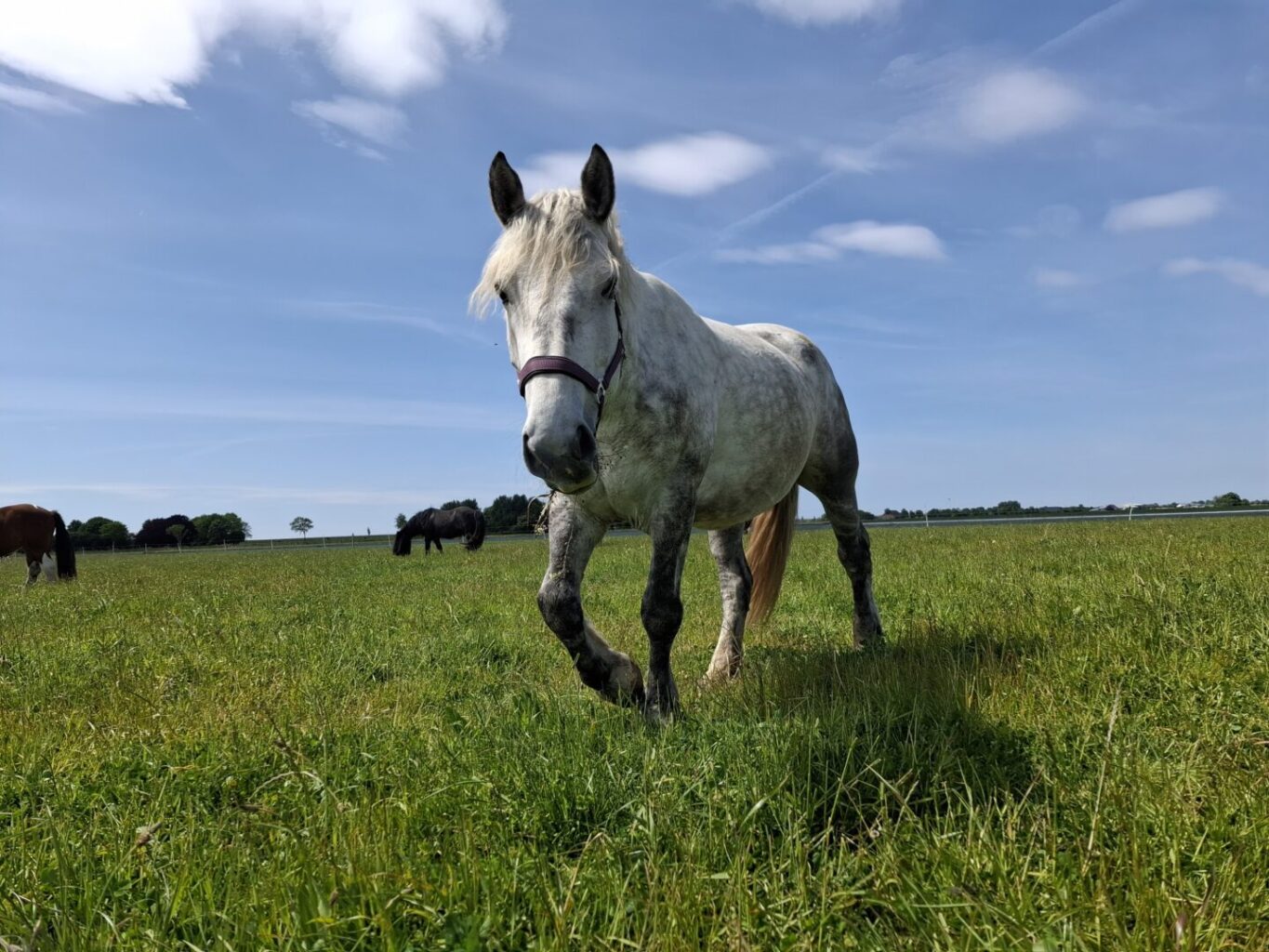 Foto unseres Hoftieres Grace